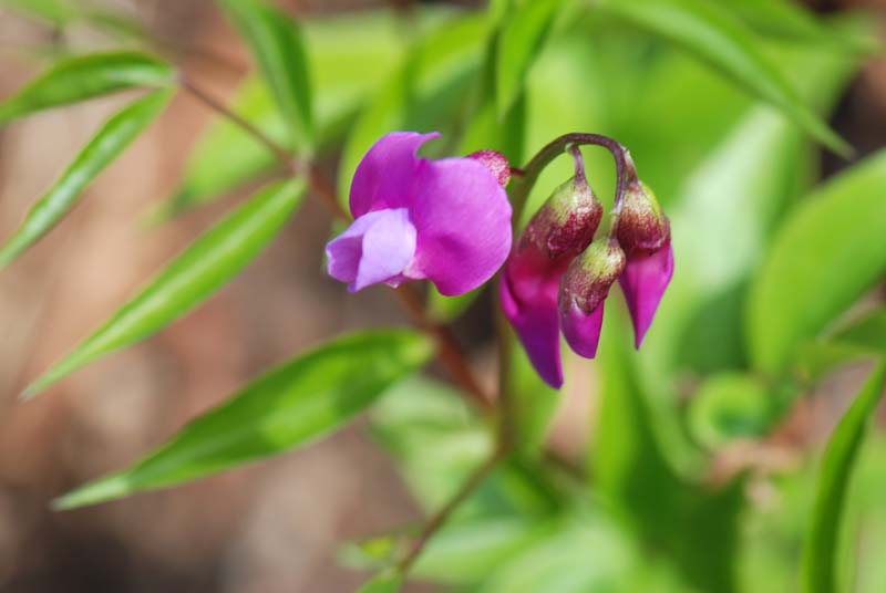 Lathyrus vernus / Cicerchia primaticcia